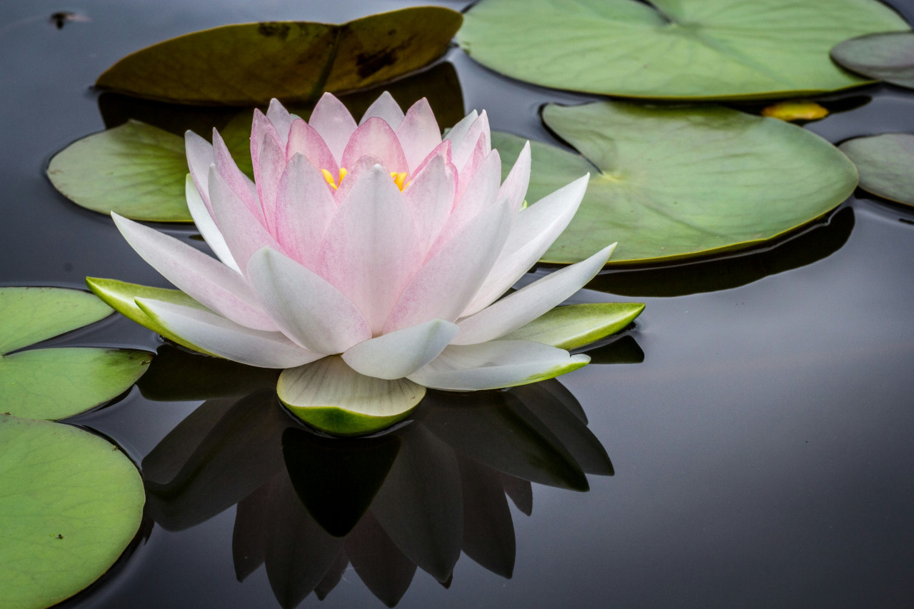 Flor de Loto. Foto: Unsplash