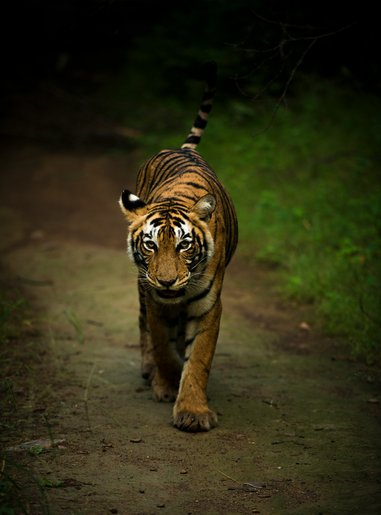 Tigre. Foto: Unsplash.