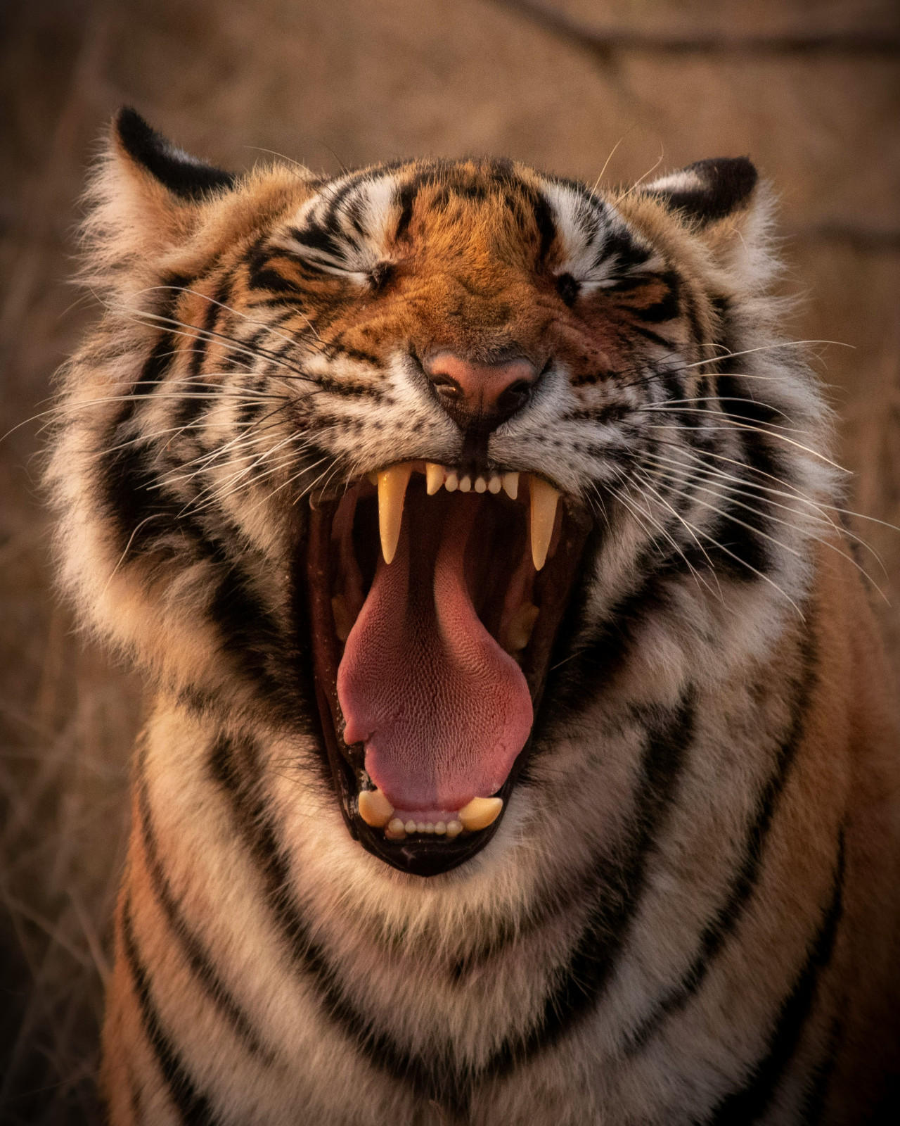 Tigre. Foto: Unsplash.