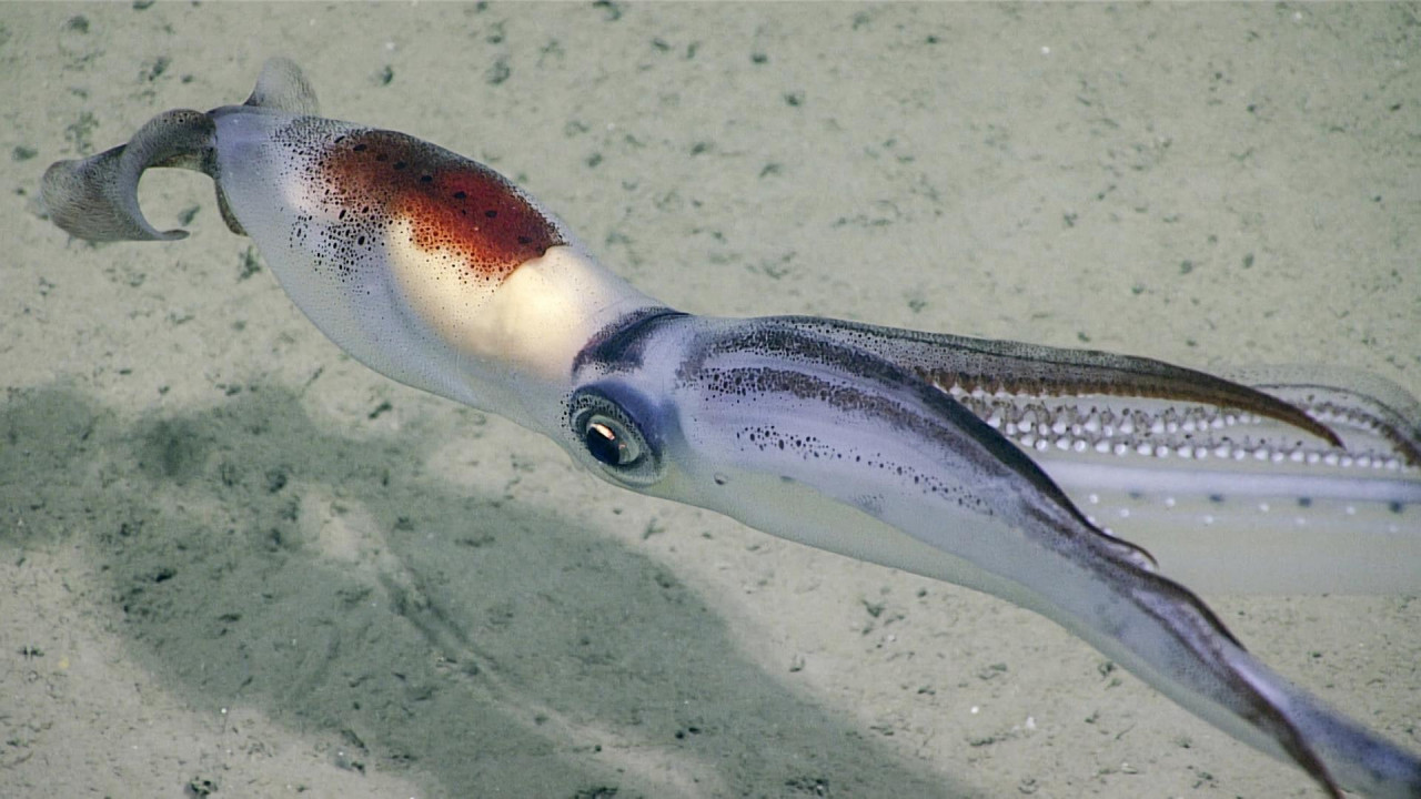 Calamar de brazos largos (Chiroteuthis veranyi), en el Cañón de Hudson. Foto: EFE.