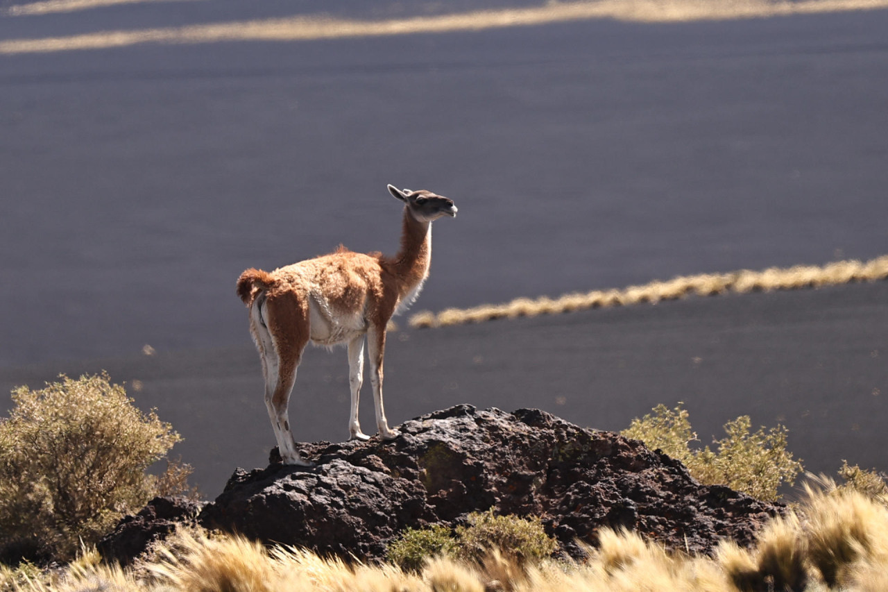 Guanaco en el parque provincia La Payunia, en Malargue, Argentina. Foto: EFE.