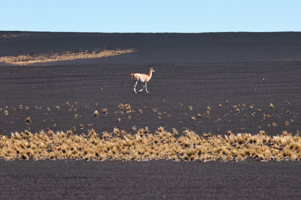 Guanaco en el parque provincia La Payunia, en Malargue, Argentina. Foto: EFE.