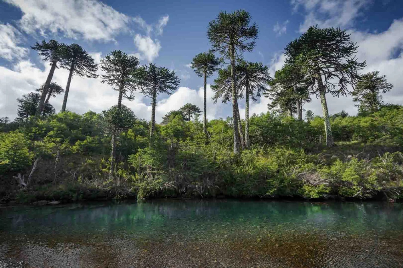 Bosques de Pehuenes. Foto NA.