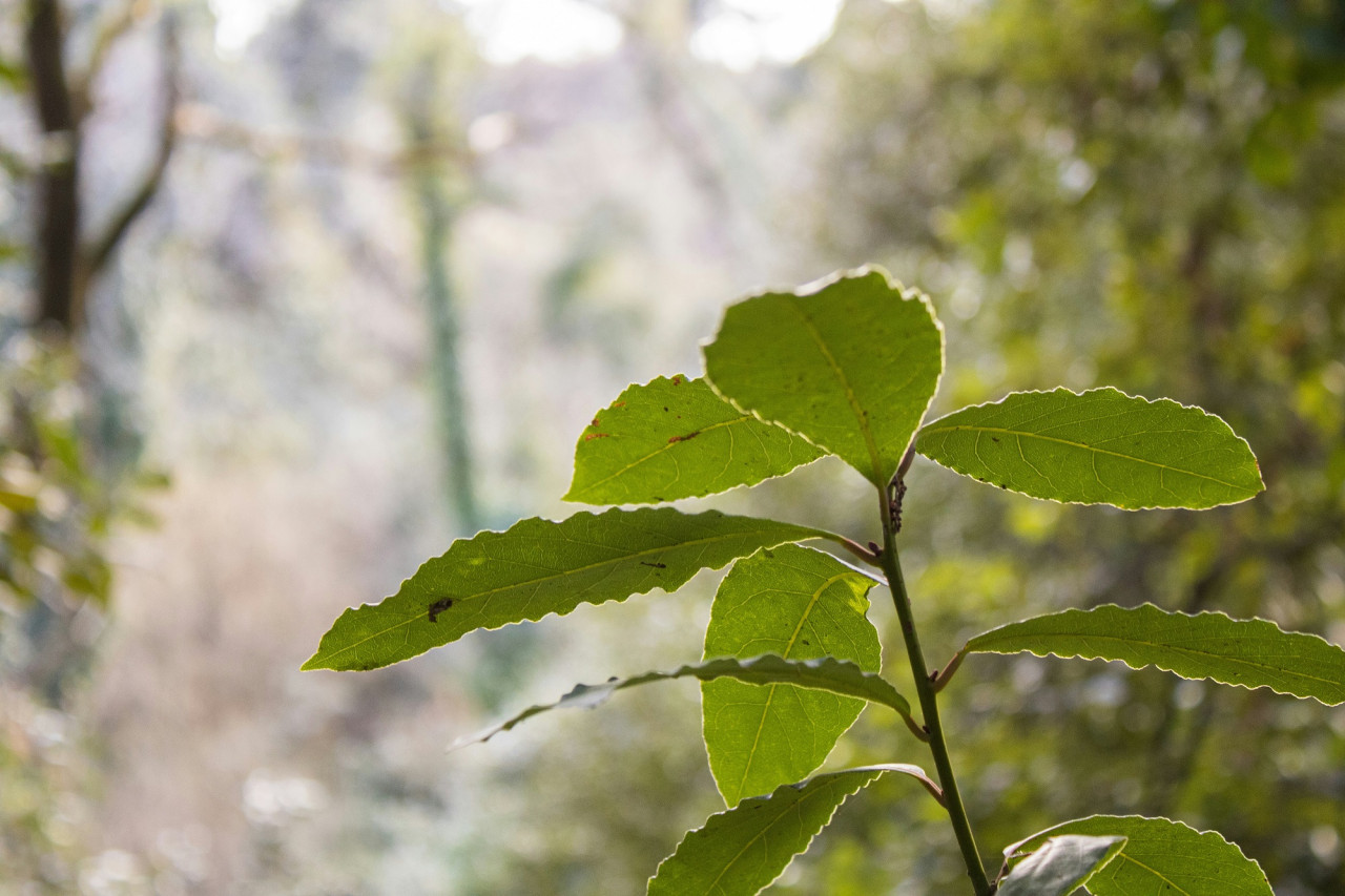 Laurel. Foto Unsplash.