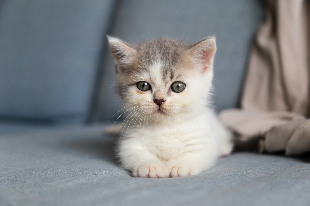 Gato bebé, mascotas. Foto: Unsplash.