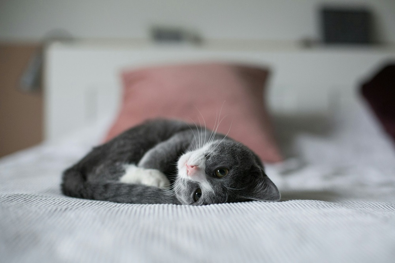 Gato, mascotas. Foto: Unsplash.