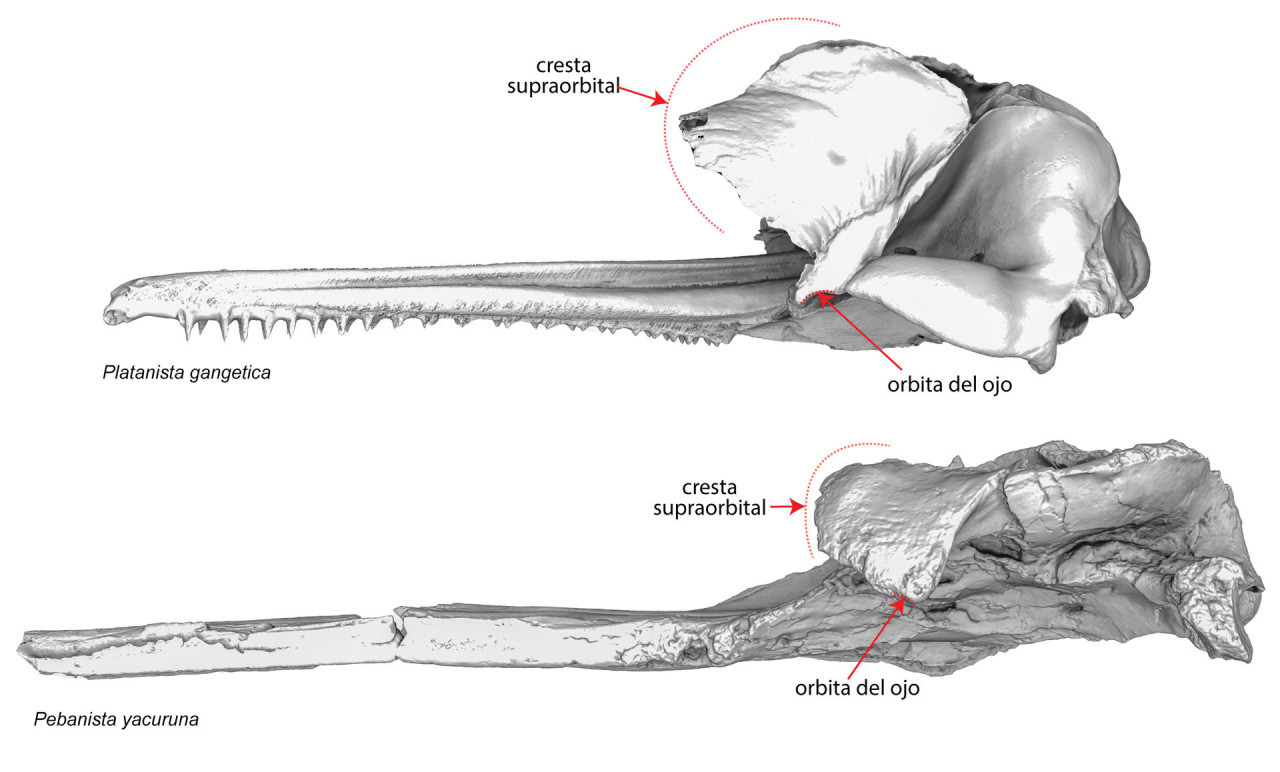 Restos faciales óseos de una nueva especie de delfín. Foto EFE.