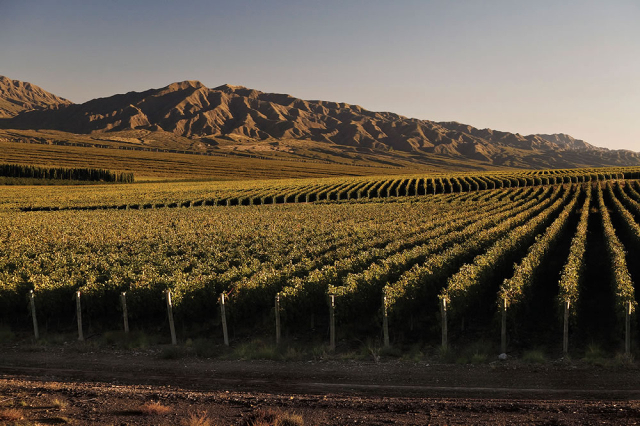 Ruta del vino, San Juan. Foto: Turismo Nación