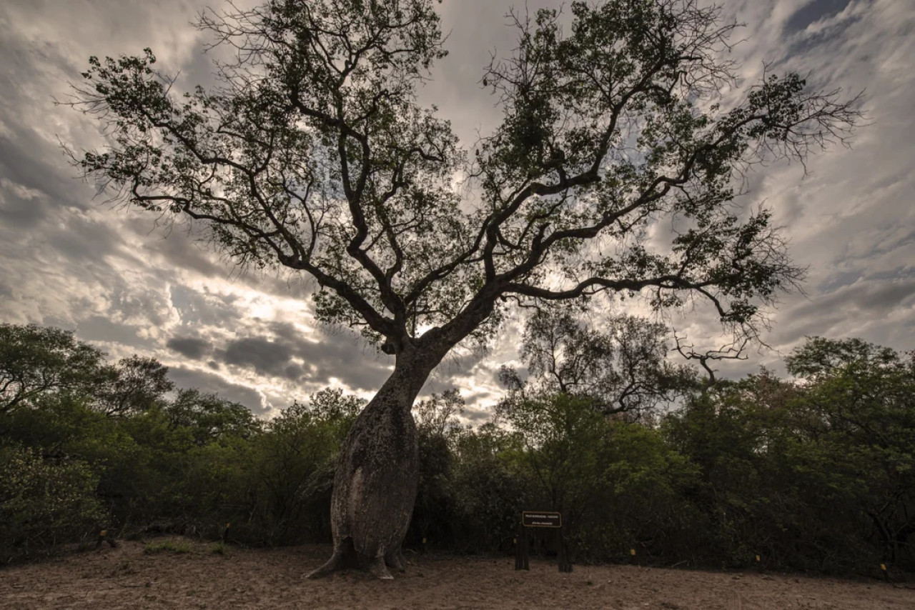 Parque Nacional El Impenetrable, Chaco. Foto NA.