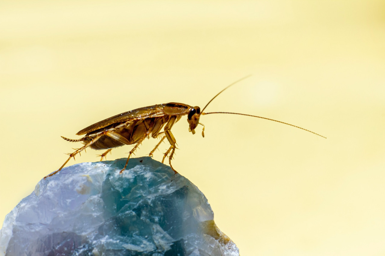 Cucarachas, insectos. Foto Unsplash.