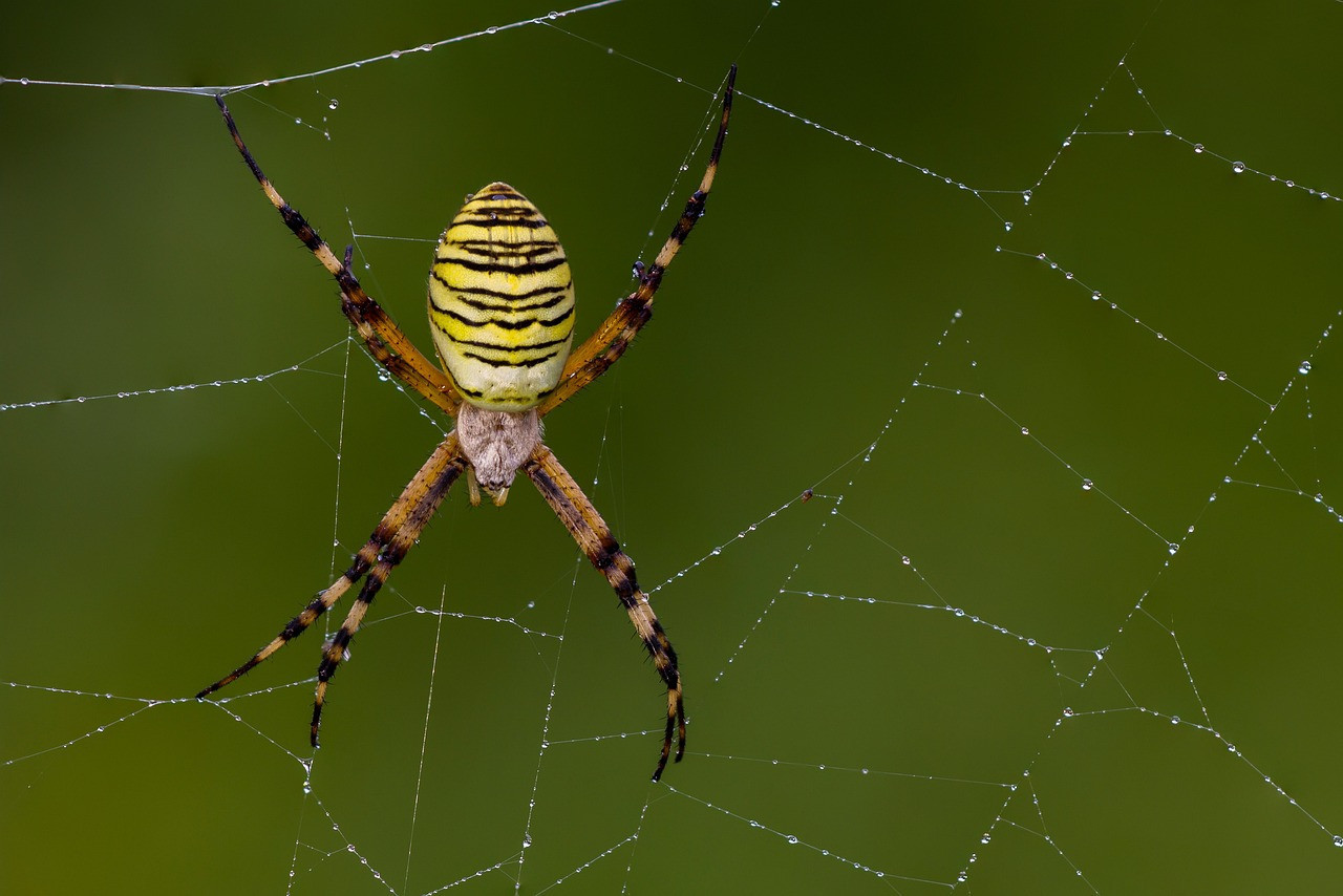 Araña tigre. Foto Pixabay.