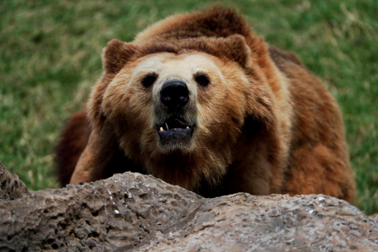 Oso pardo. Foto EFE.