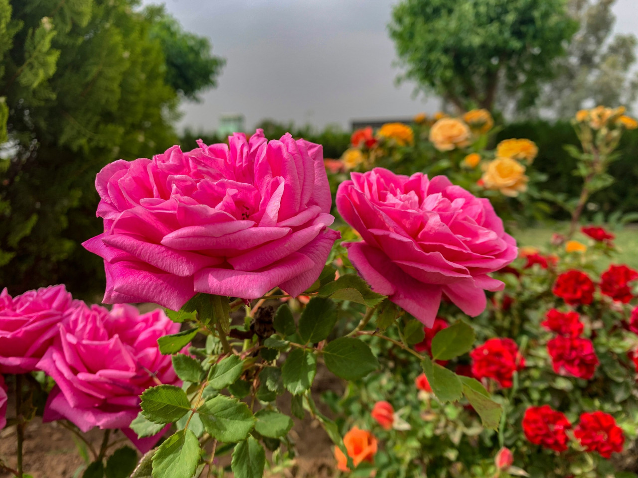 Rosas, plantas, jardin. Foto Unsplash.