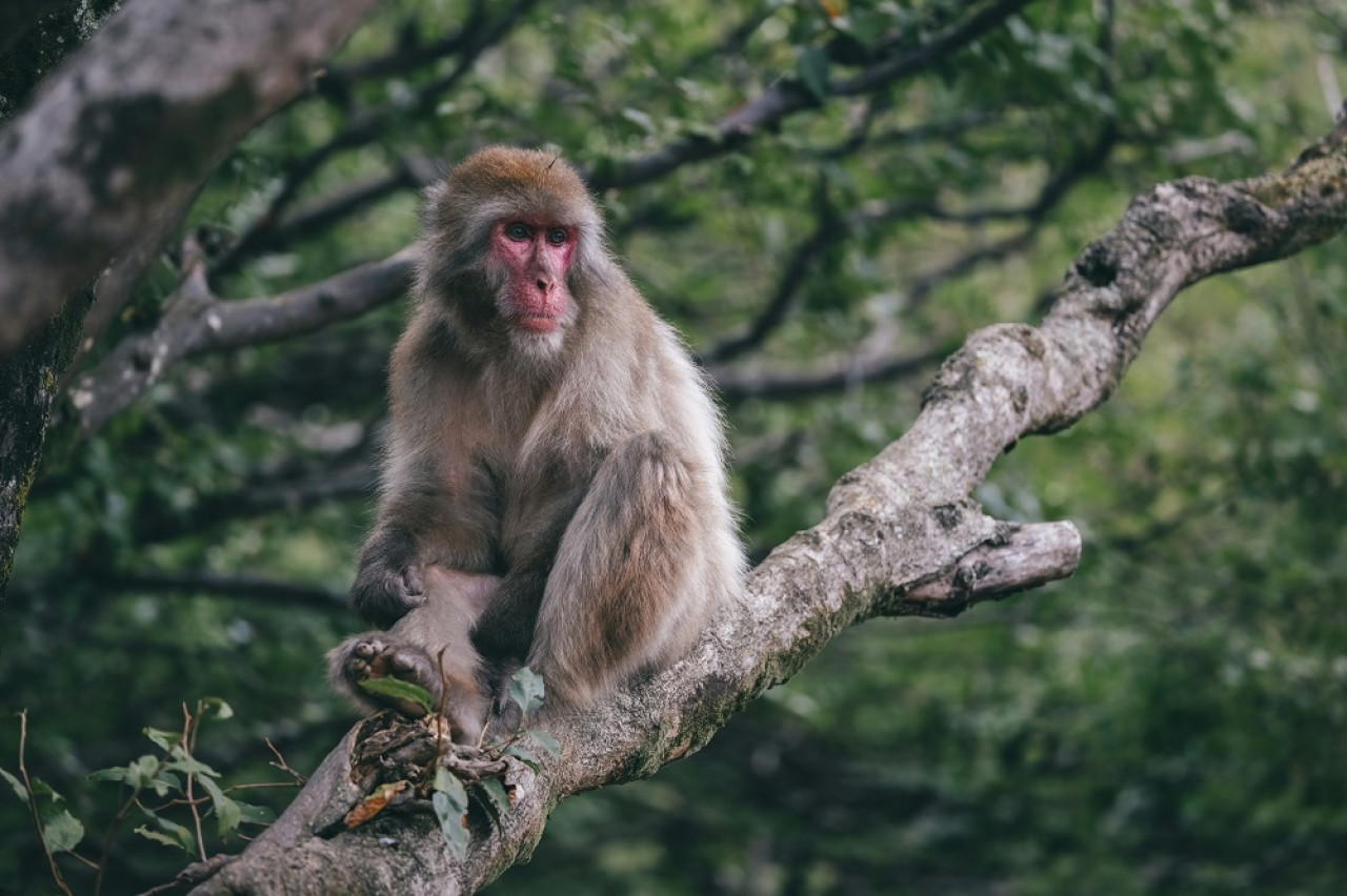 Macaco japonés. Foto: Unsplash.