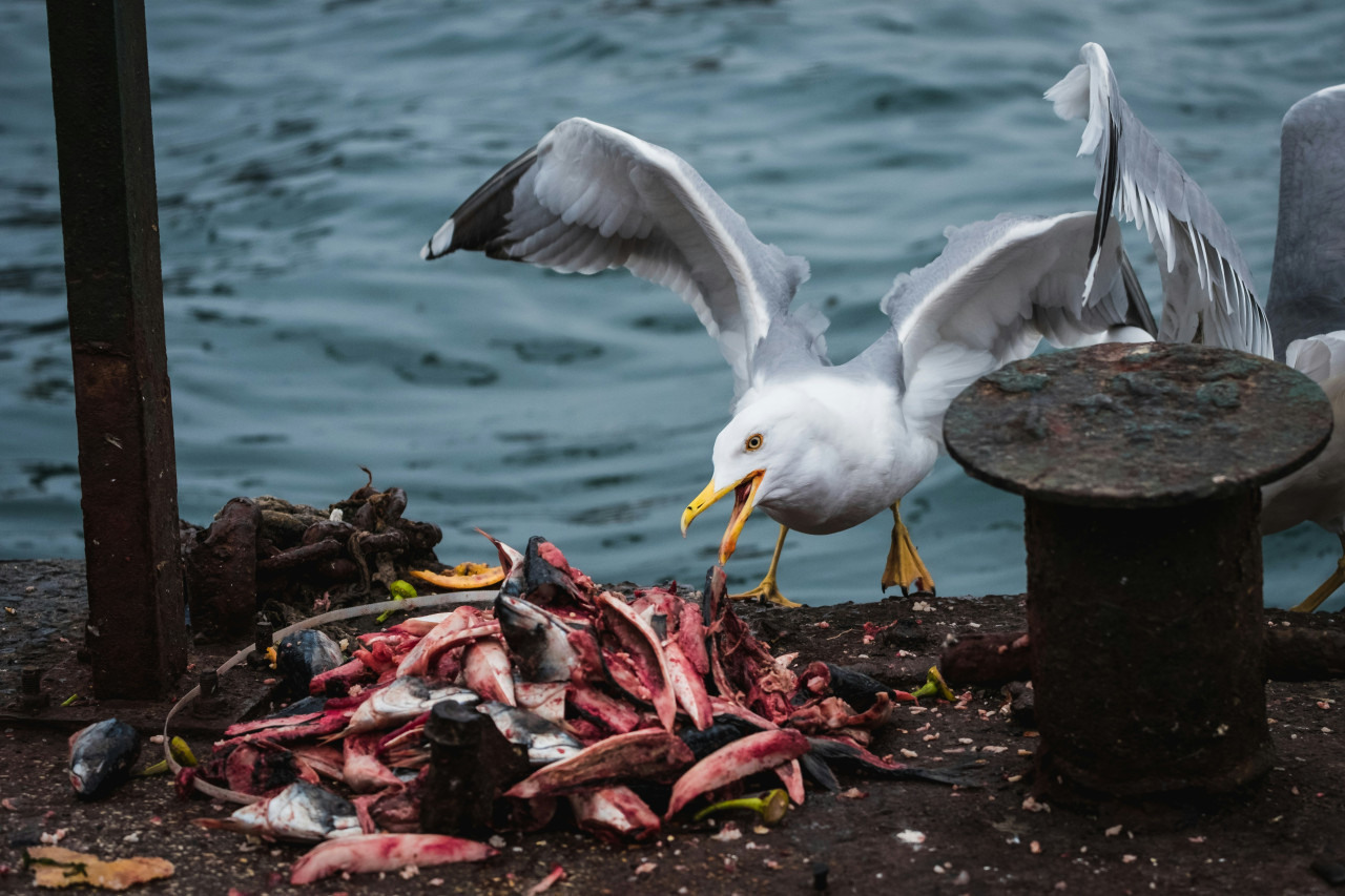 Más de 1.050 millones de toneladas de alimentos se desperdiciaron en 2022. Foto: Unsplash.