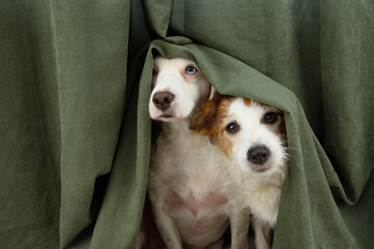 Perros, mascotas. Foto: Reuters, Alamy