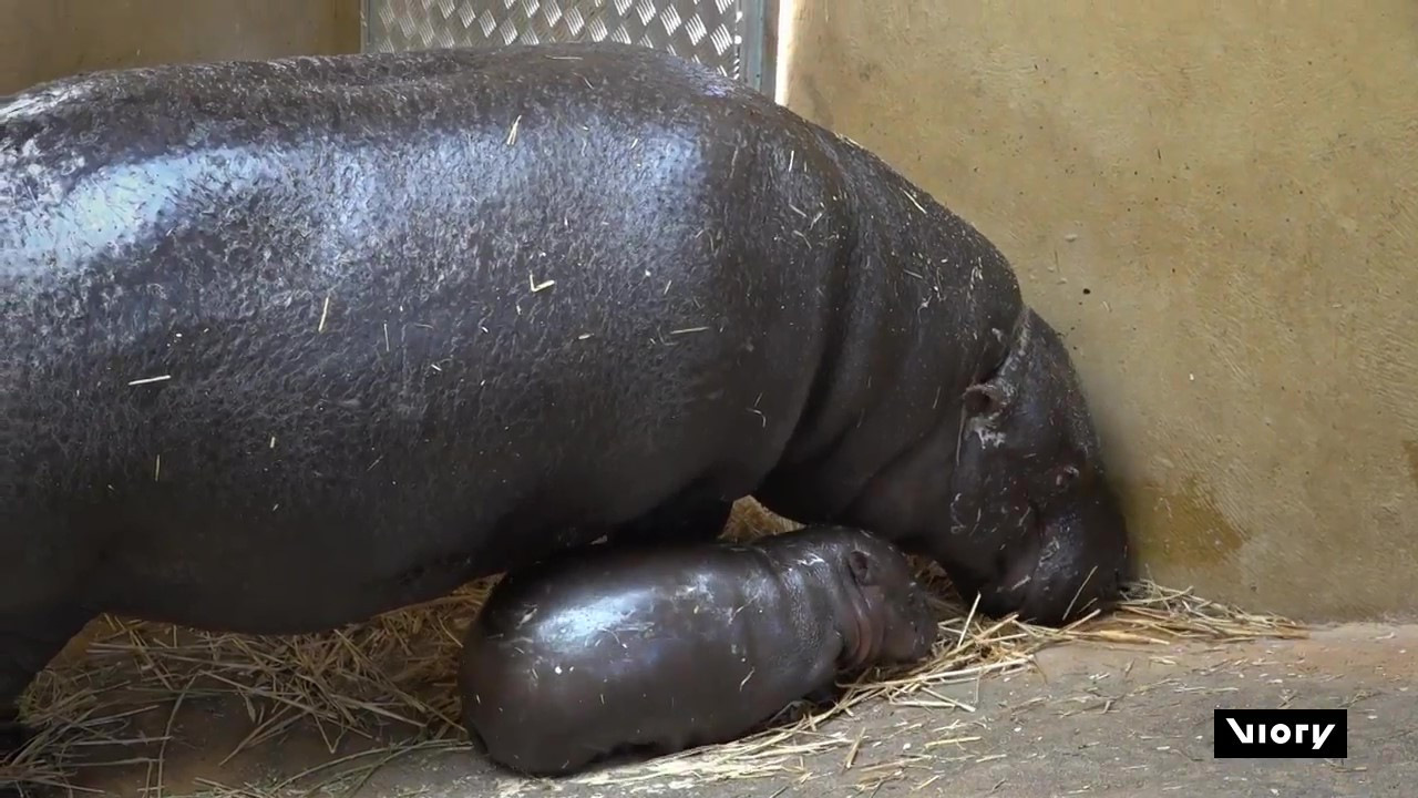 Un hipopótamo pigmeo recién nacido junto a su mamá en Grecia. Foto: Captura de pantalla/ Viory.