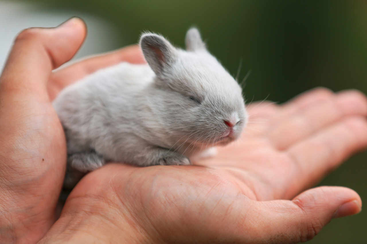 Chinchilla. Foto: Unsplash