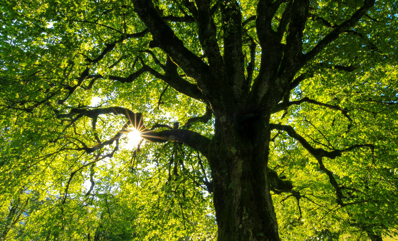 Árboles. Foto: Unsplash.