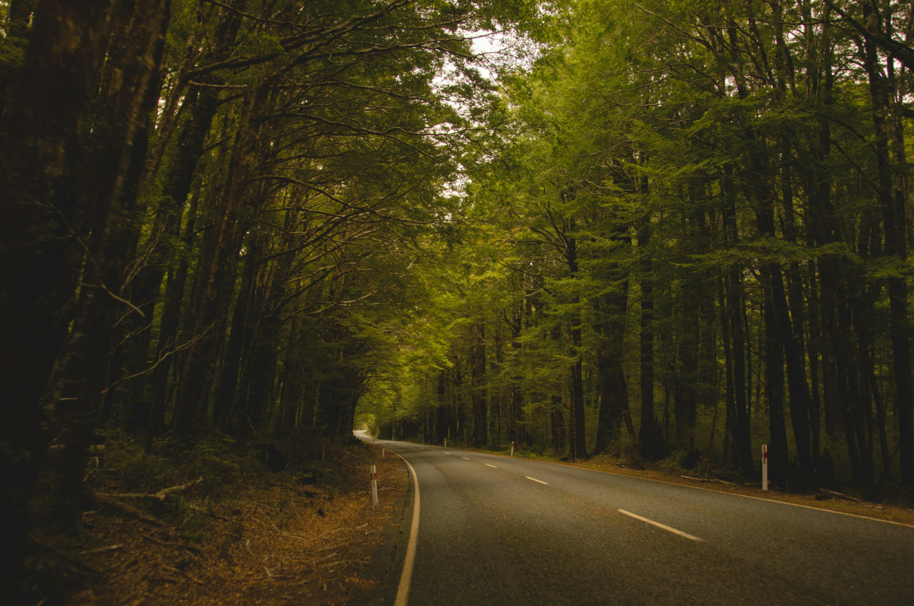 Árboles al costado de la ruta. Foto: Unsplash.