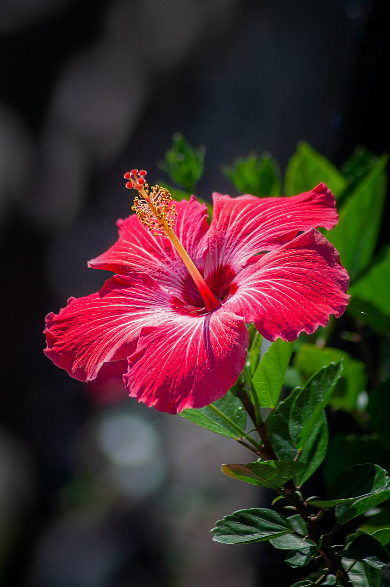 Flor de hibisco. Foto: Unsplash.