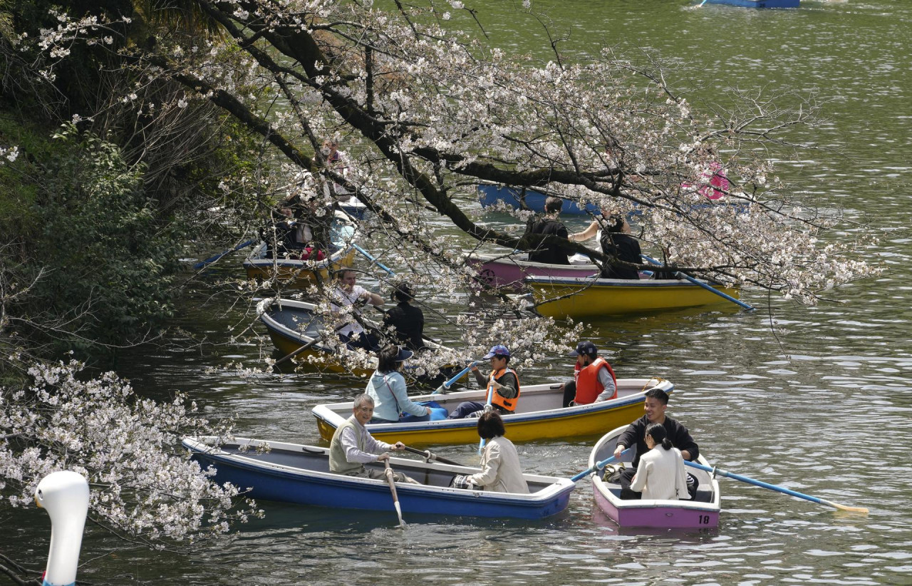 Cerezos en Japón. Foto: EFE.