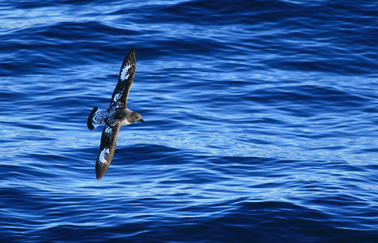 Petrel de las Malvinas. Foto: Unsplash.
