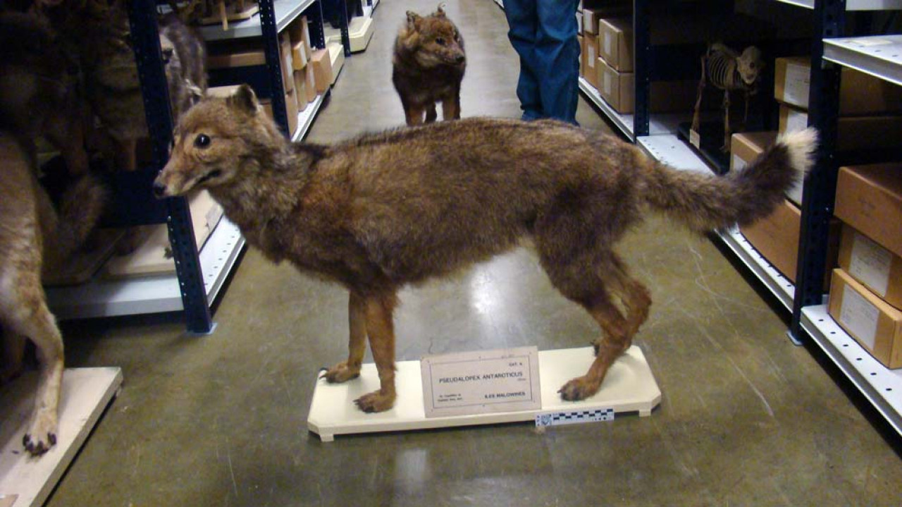 "Zorro de Malvinas", especie extinta a finales del siglo XIX. Foto: Wikipedia.