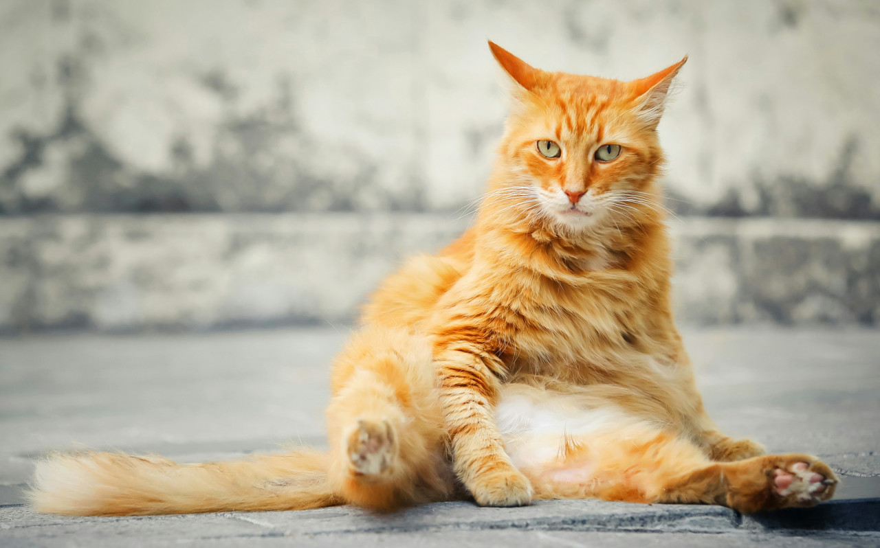 Gato, mascota, animal. Foto: Unsplash