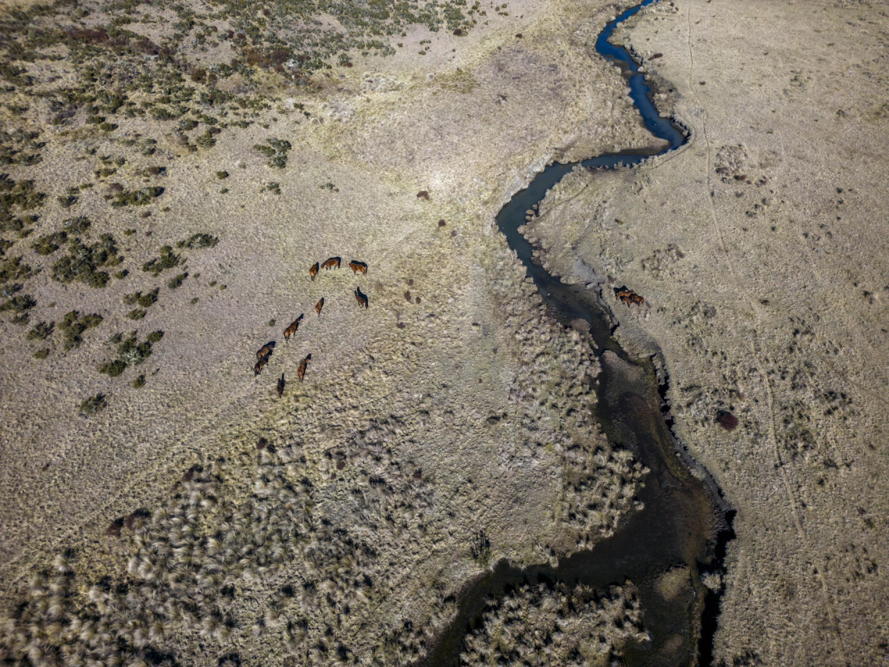 Caballos salvajes, Australia. Foto: EFE