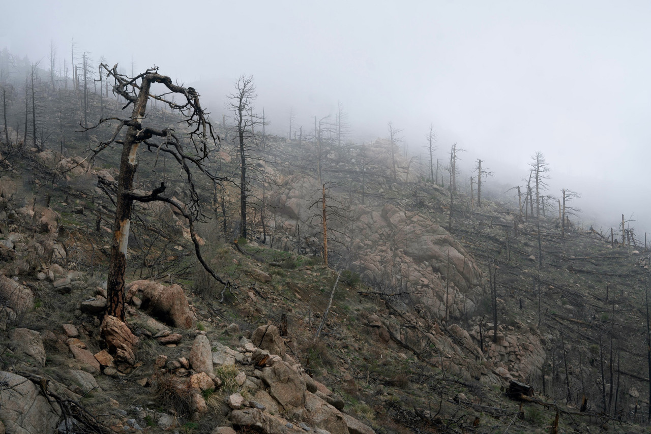 Incendios forestales. Foto Unsplash.