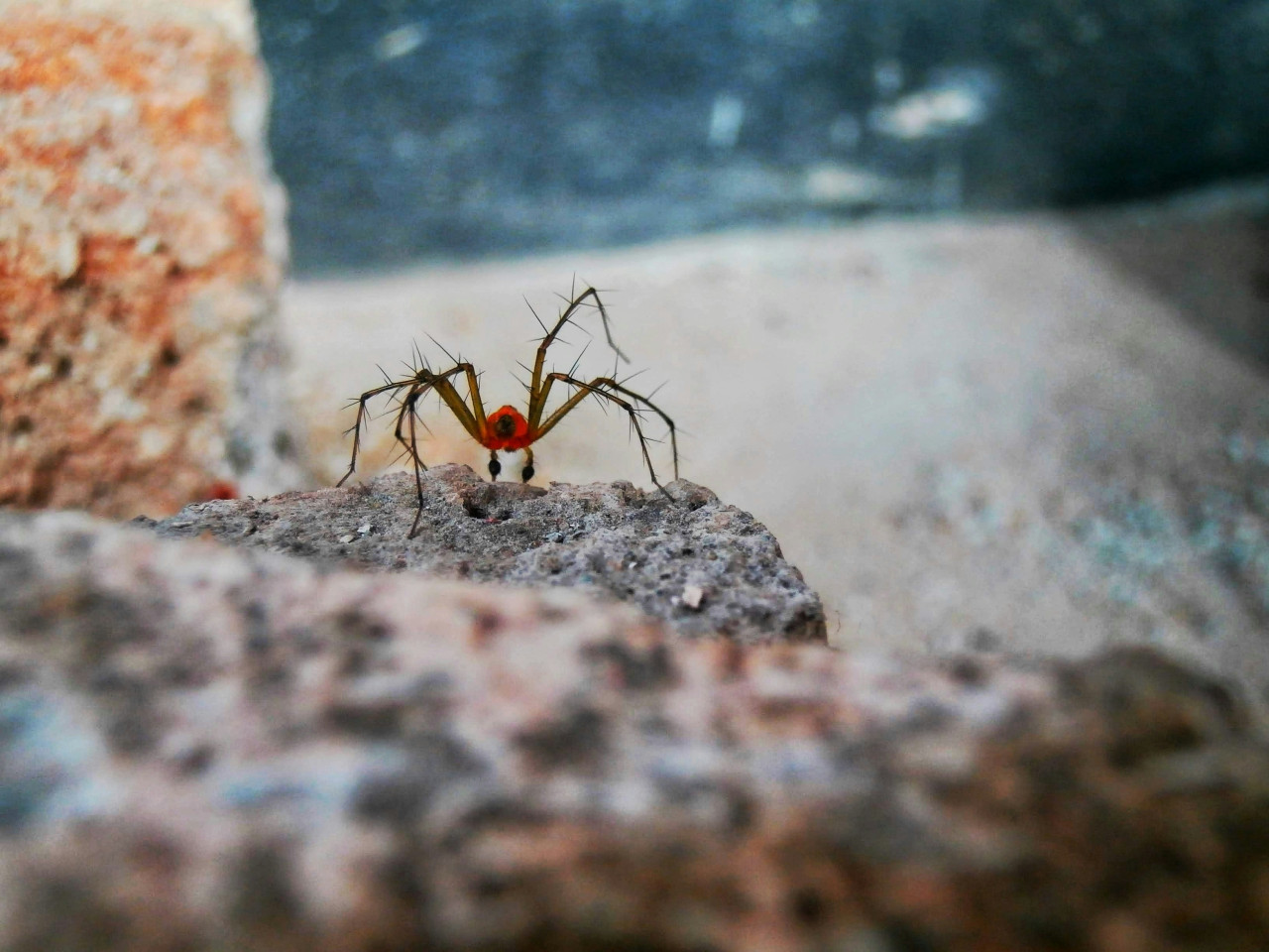 Araña. Foto: Unsplash