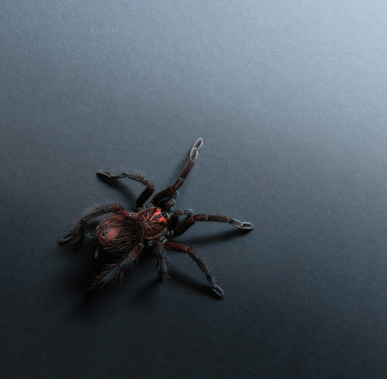 Araña. Foto: Unsplash