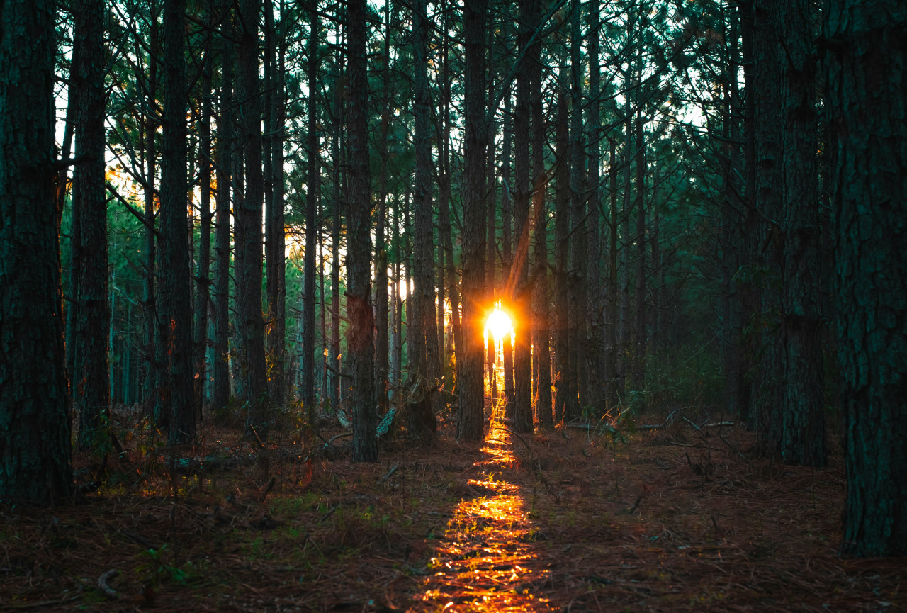 Bosques. Foto: Unsplash.