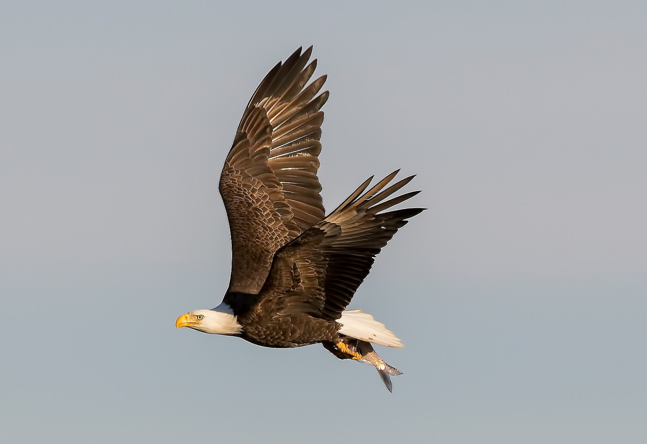 Águila. Foto: Unsplash.