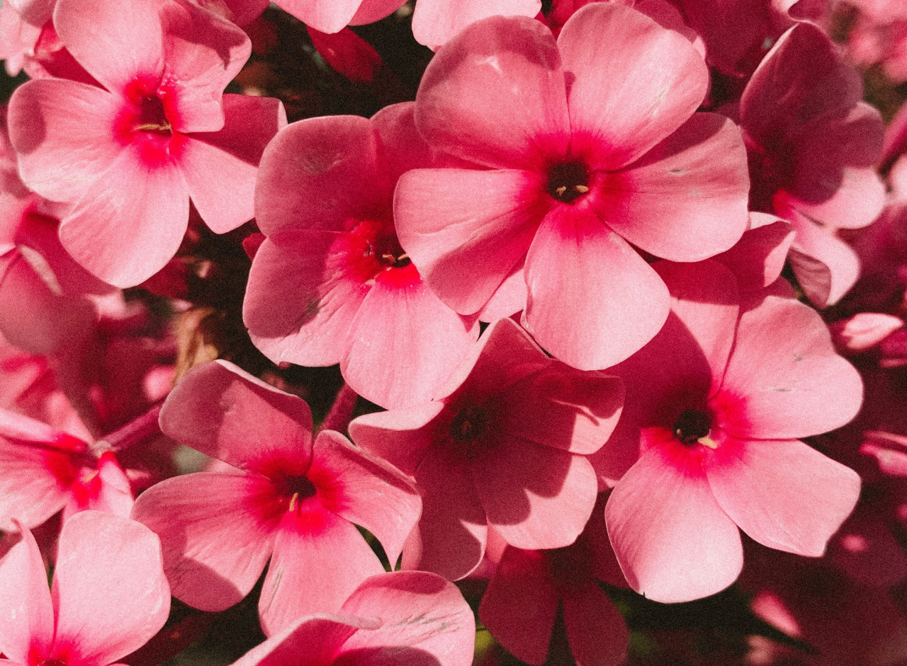 Geranio, flor. Foto: Unsplash