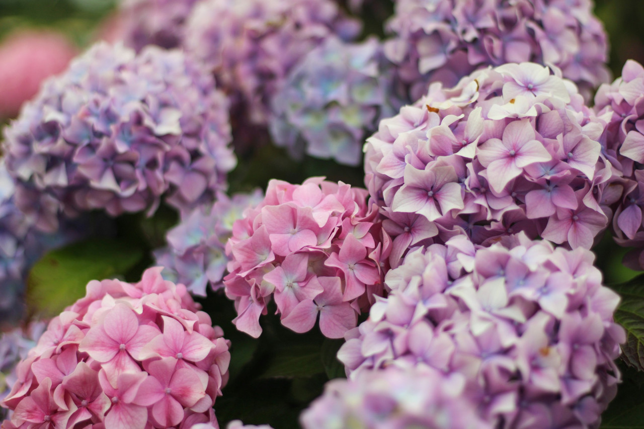 Hortensias, flor. Foto: Unsplash