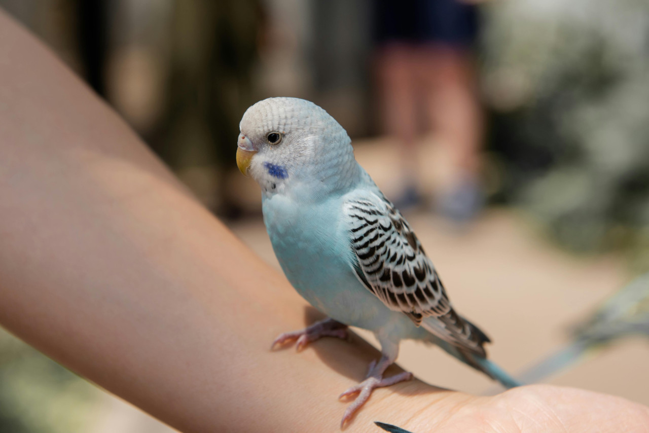 Guacamayo de spix. Foto: Pexels.