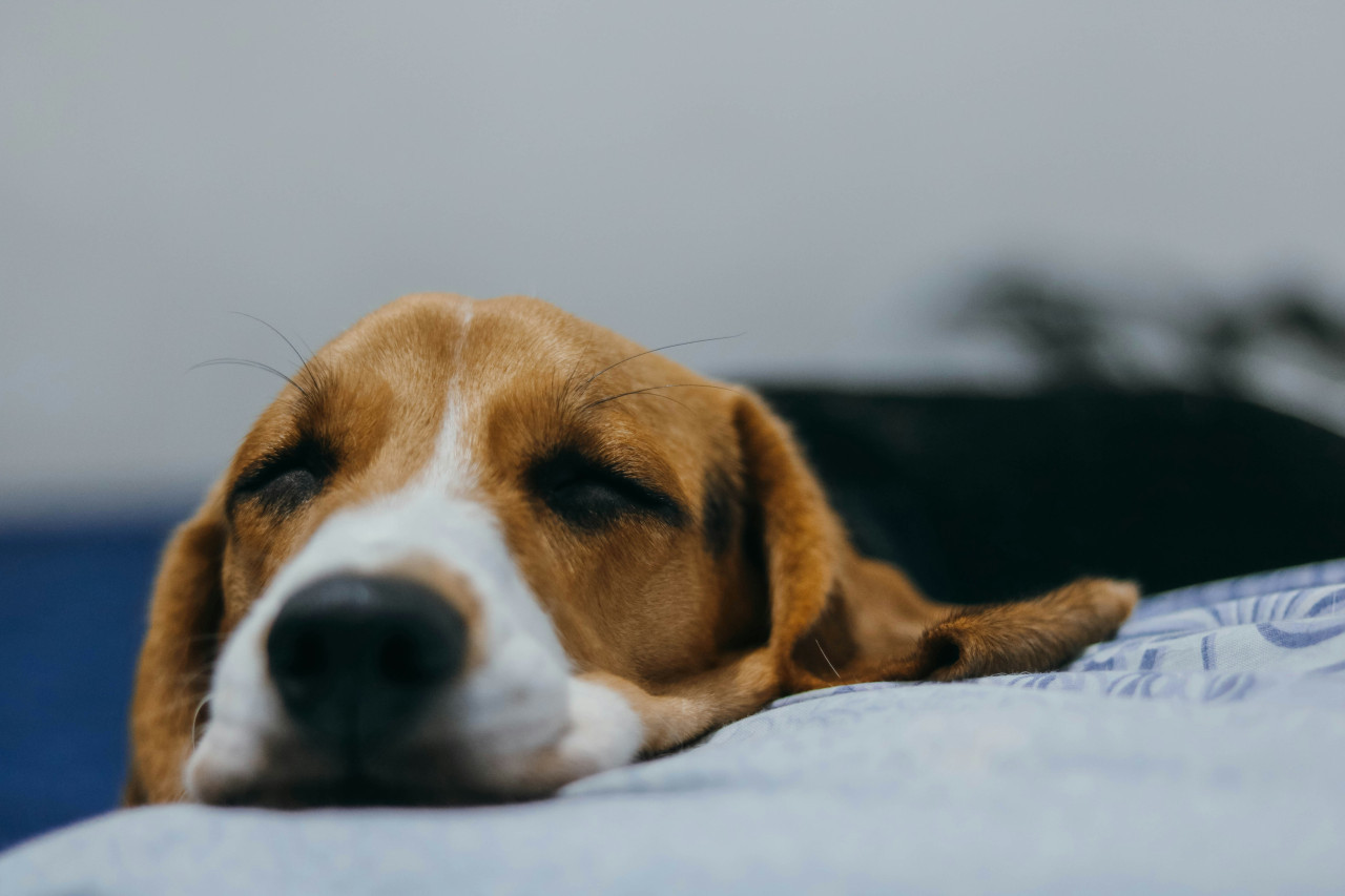 Perros. Foto: Unsplash.