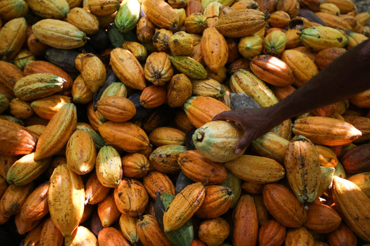 Cacao. Foto: EFE.