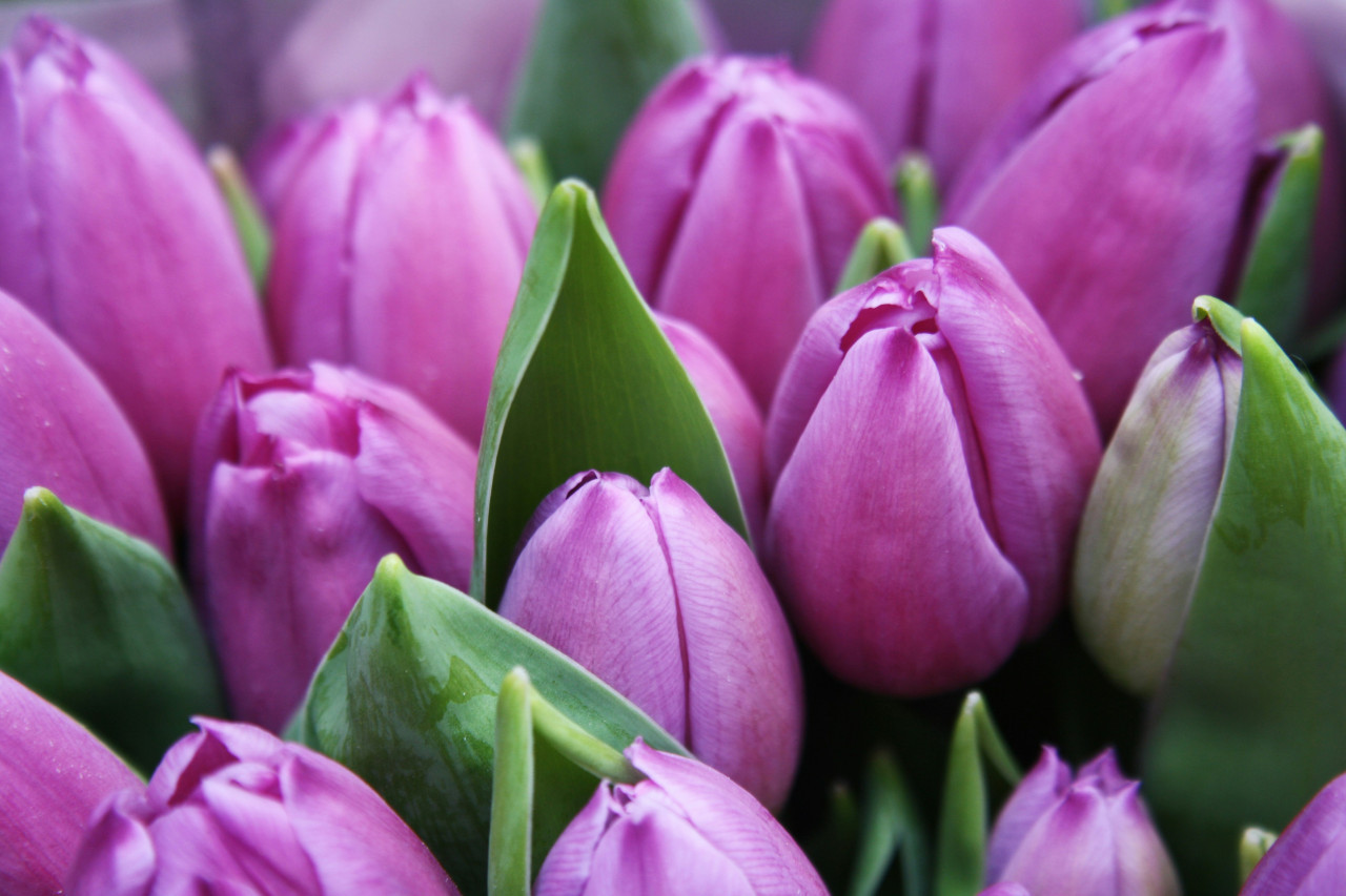 Tulipanes. Foto: Unsplash