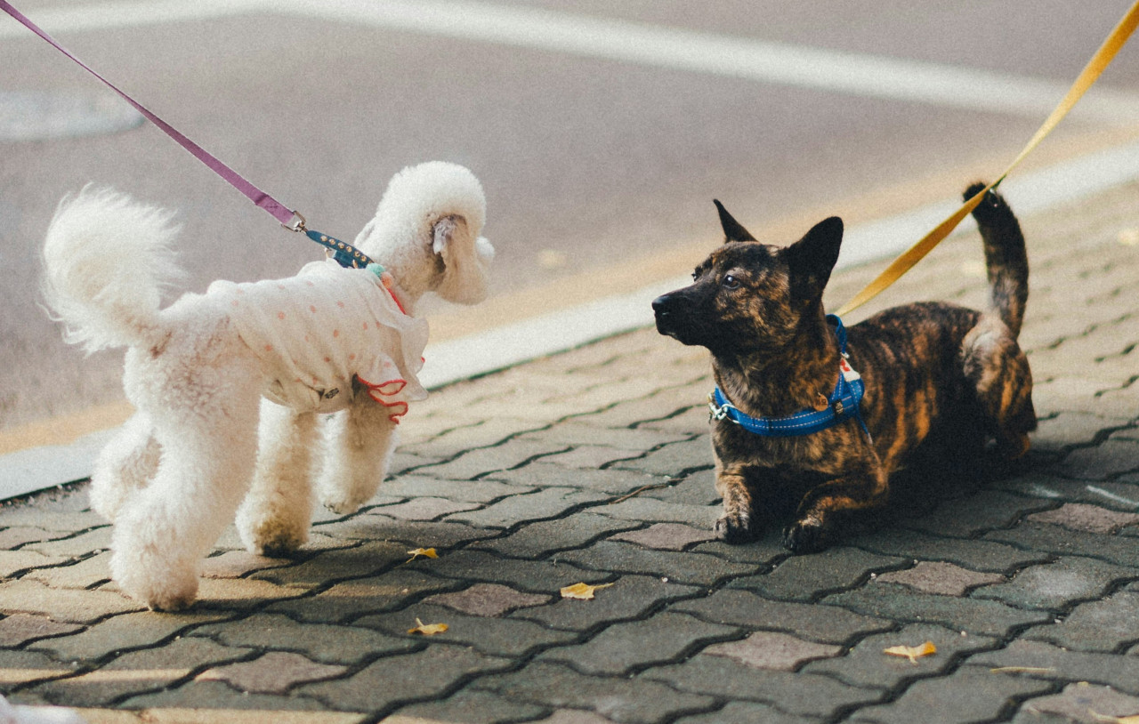 Perros. Foto: Unsplash