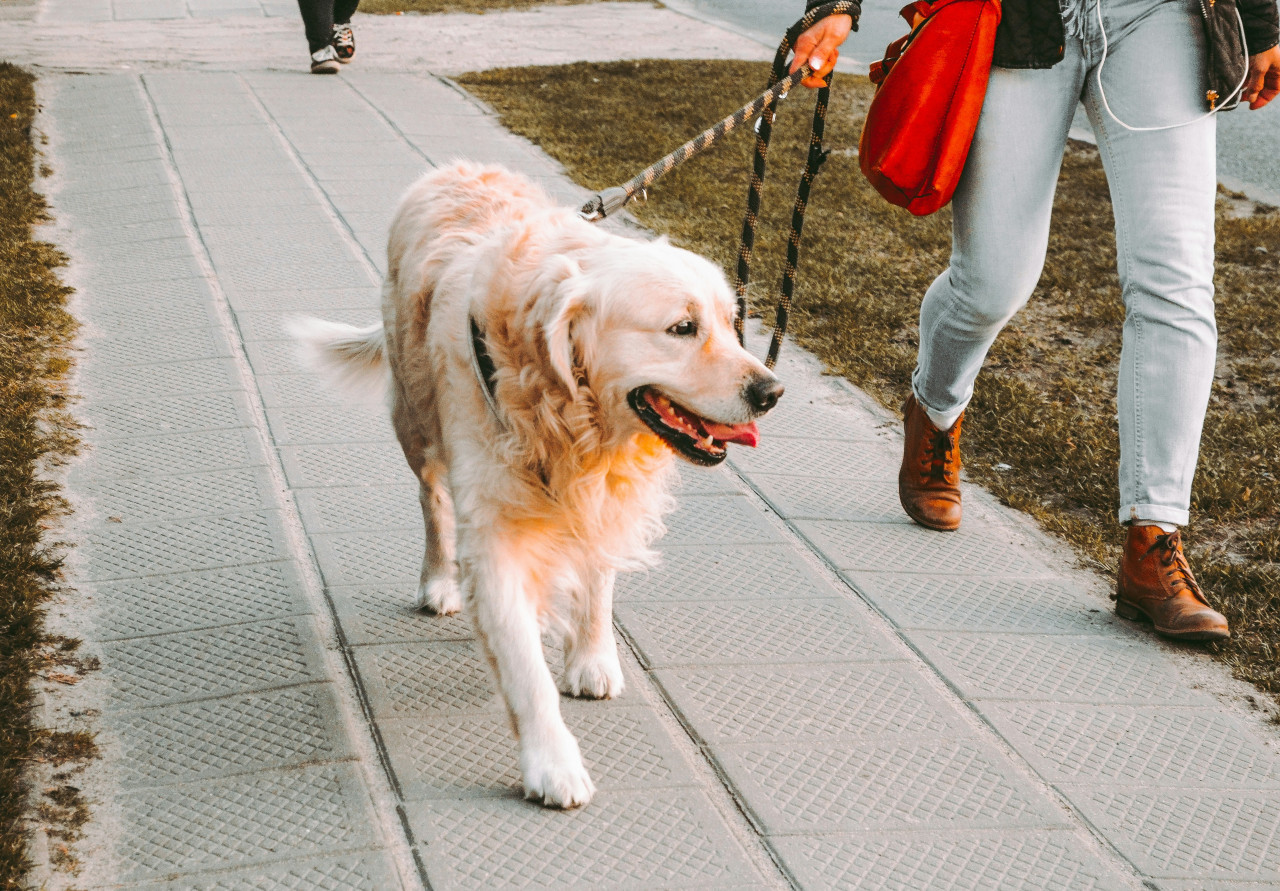 Perros. Foto: Unsplash