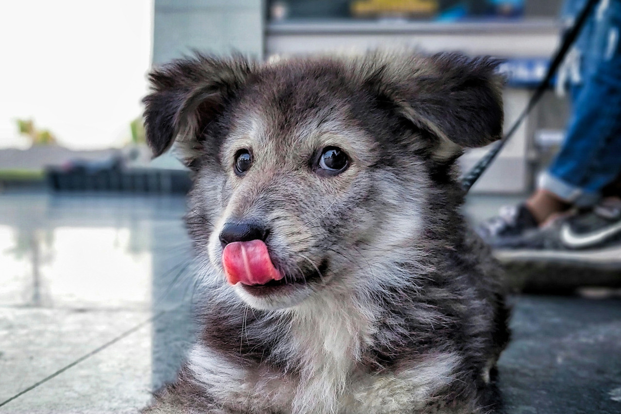 Perros. Foto: Unsplash