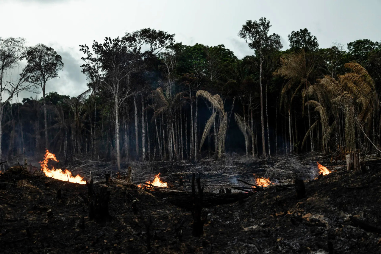 Amazonia. Foto: EFE