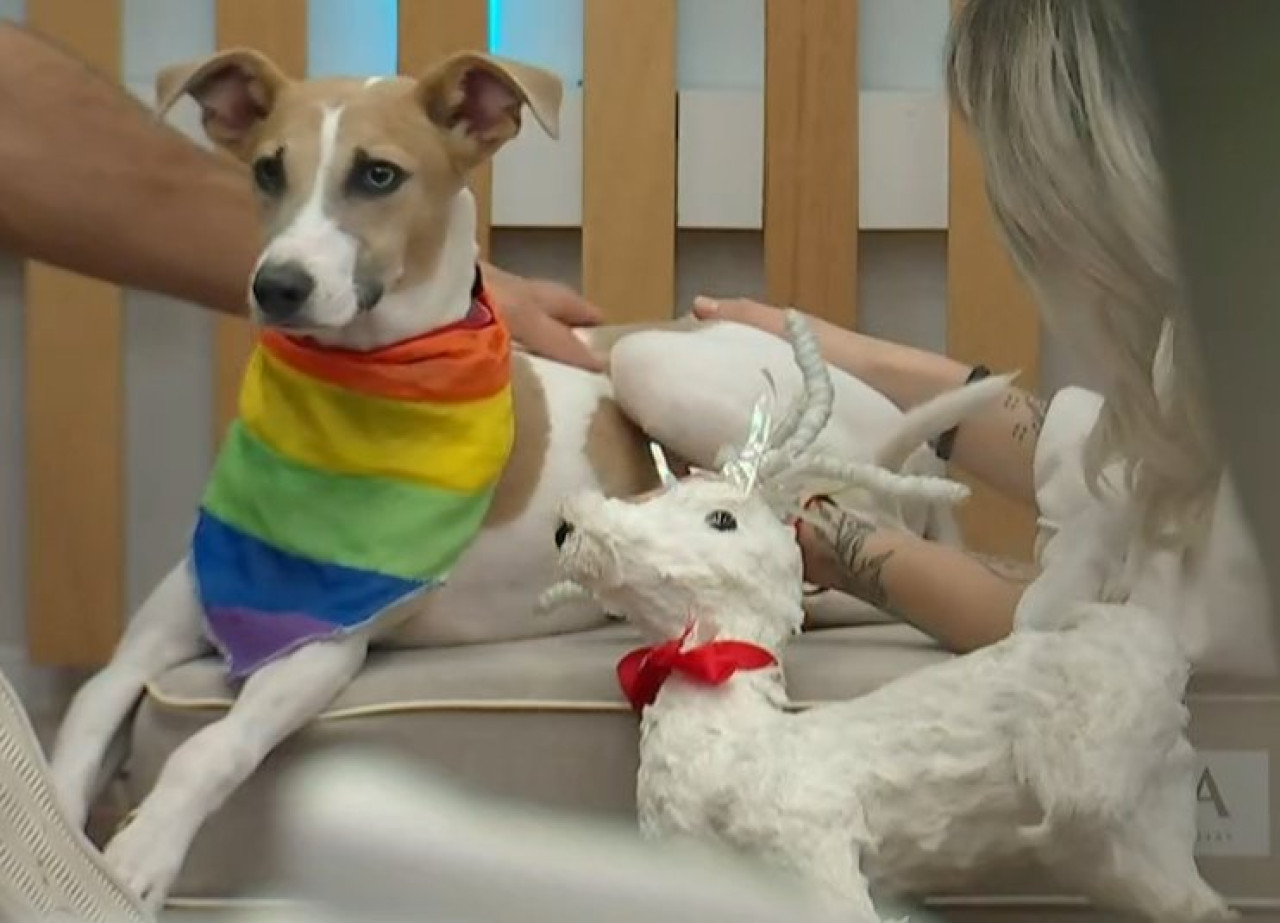 Arturo, el perro que entró a la casa de Gran Hermano. Foto X.