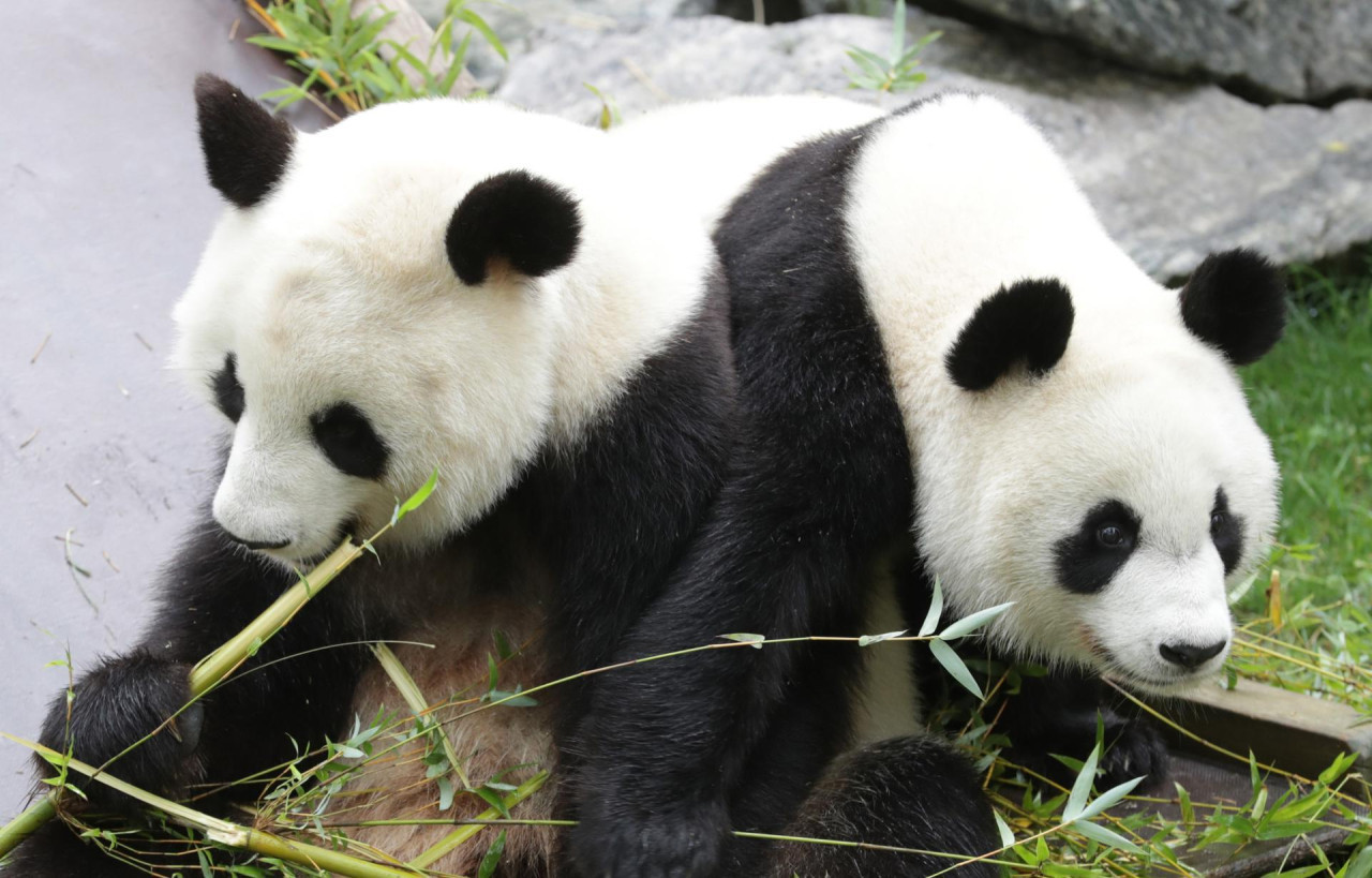 Osos pandas. Foto: EFE