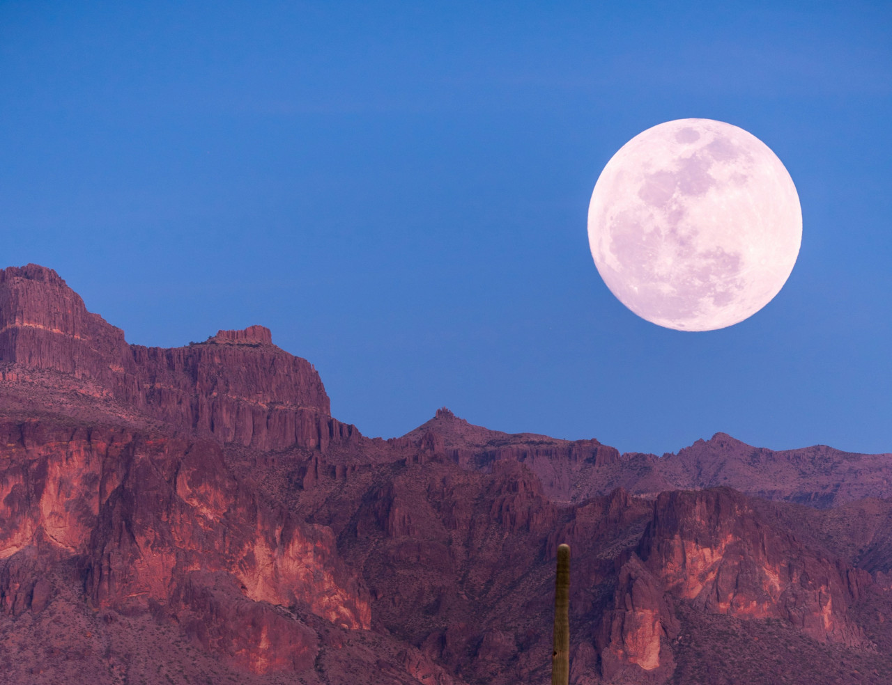 Luna Rosa. Foto: Unsplash.