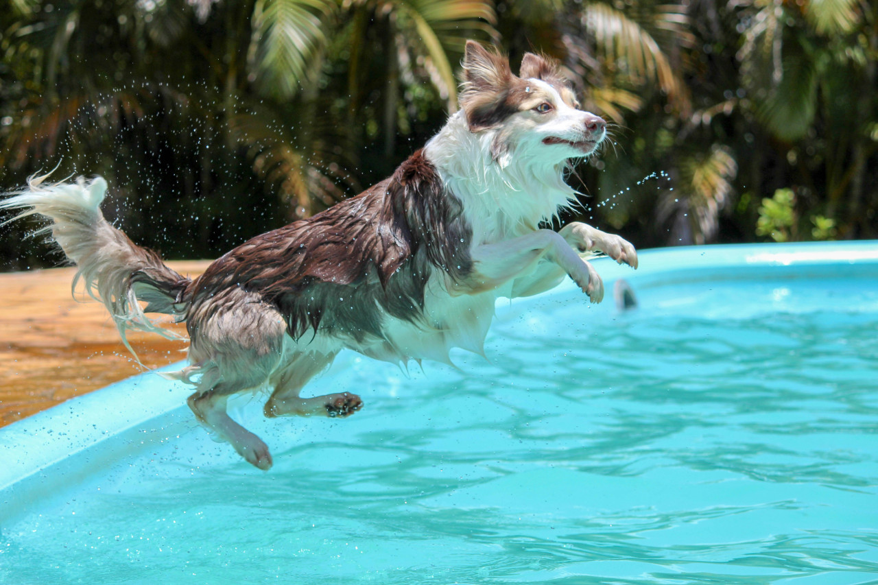 Perros. Foto: Unsplash.