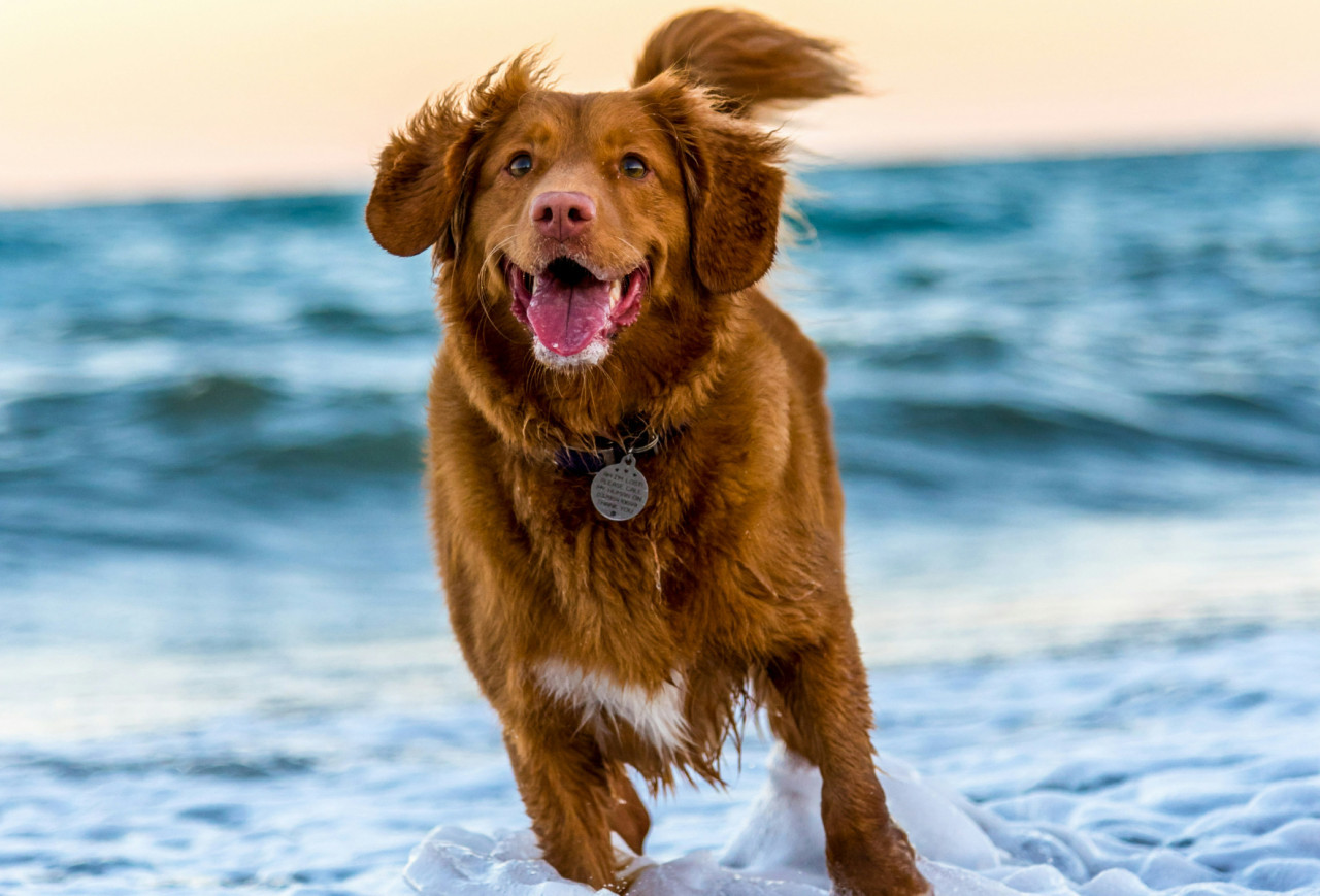 Perros. Foto: Unsplash.